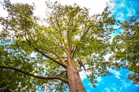 Best Tree Cabling and Bracing  in Kohler, WI