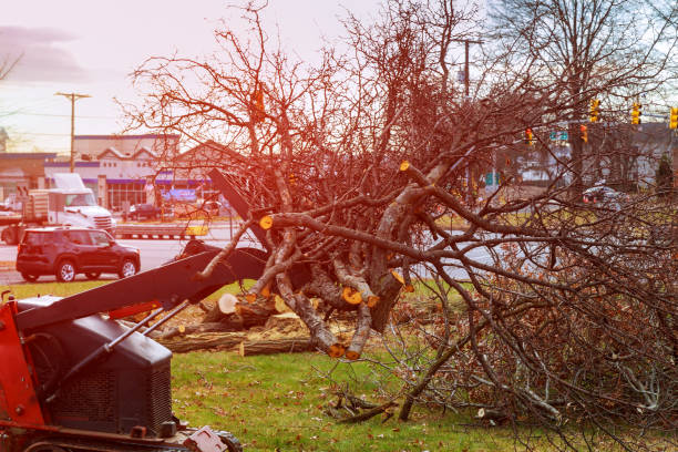 How Our Tree Care Process Works  in  Kohler, WI