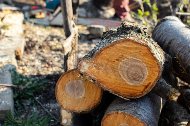 Best Tree Trimming and Pruning  in Kohler, WI