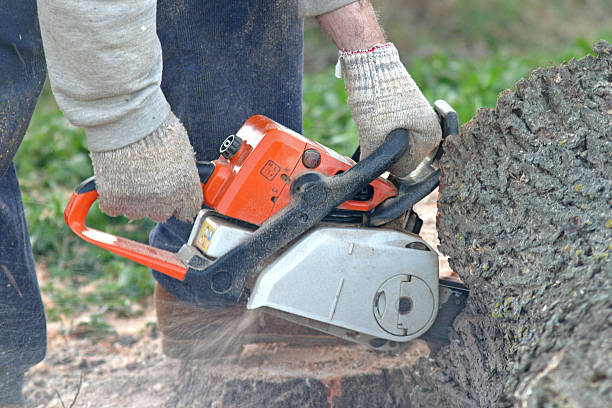 Best Emergency Tree Removal  in Kohler, WI