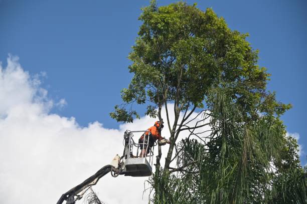 Best Tree Maintenance Programs  in Kohler, WI