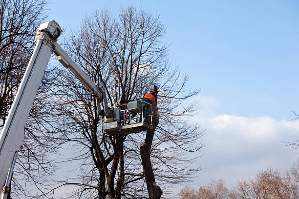 Best Arborist Consultation Services  in Kohler, WI