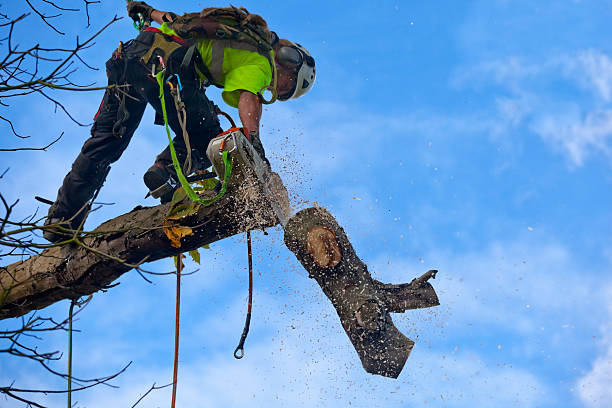 Kohler, WI Tree Services Company