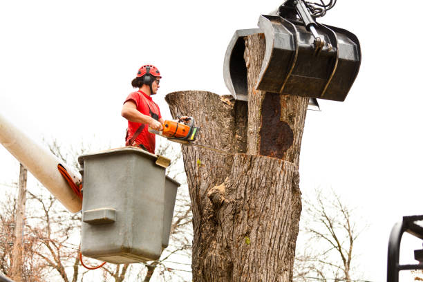 Best Leaf Removal  in Kohler, WI